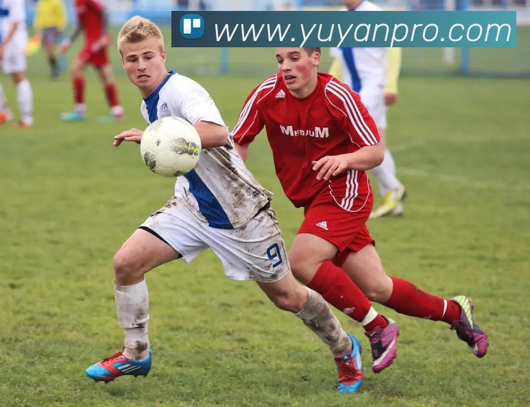 雨燕直播平台生态图